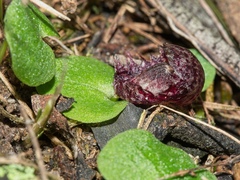 Corybas fimbriatus