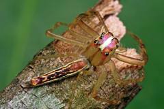 Viciria pavesii