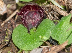 Corybas fimbriatus