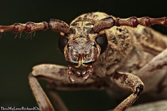 Rhytidodera simulans