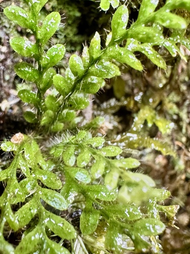 Calymmodon gracilis