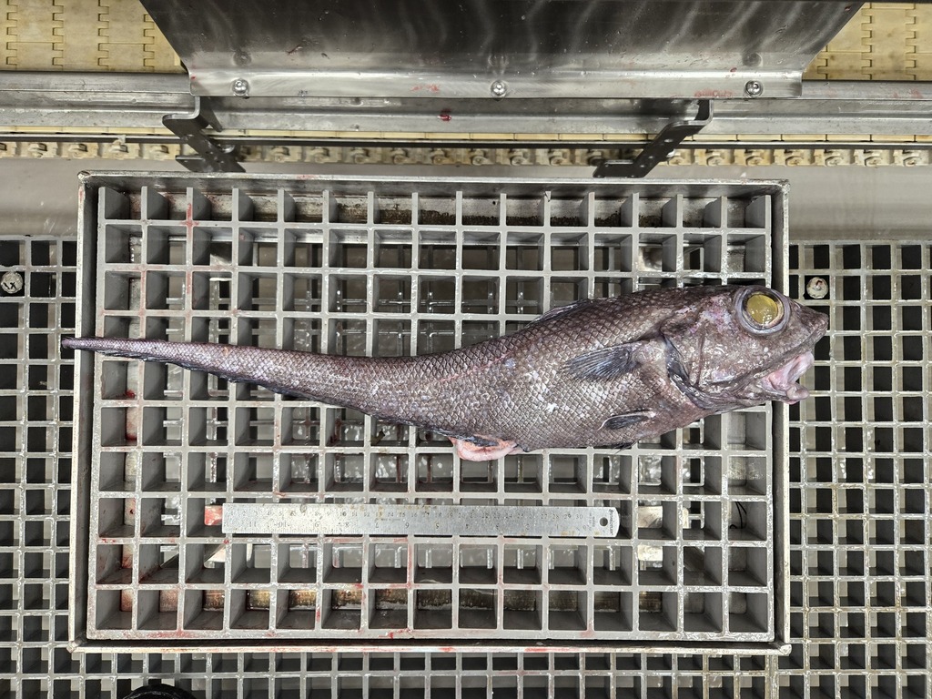 Foto de Granadero de cabeza rugosa (Macrourus berglax)
