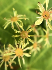 Acer tschonoskii