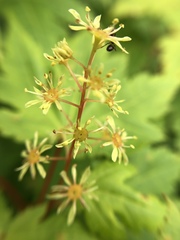 Acer tschonoskii