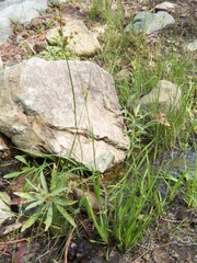 Juncus saximontanus