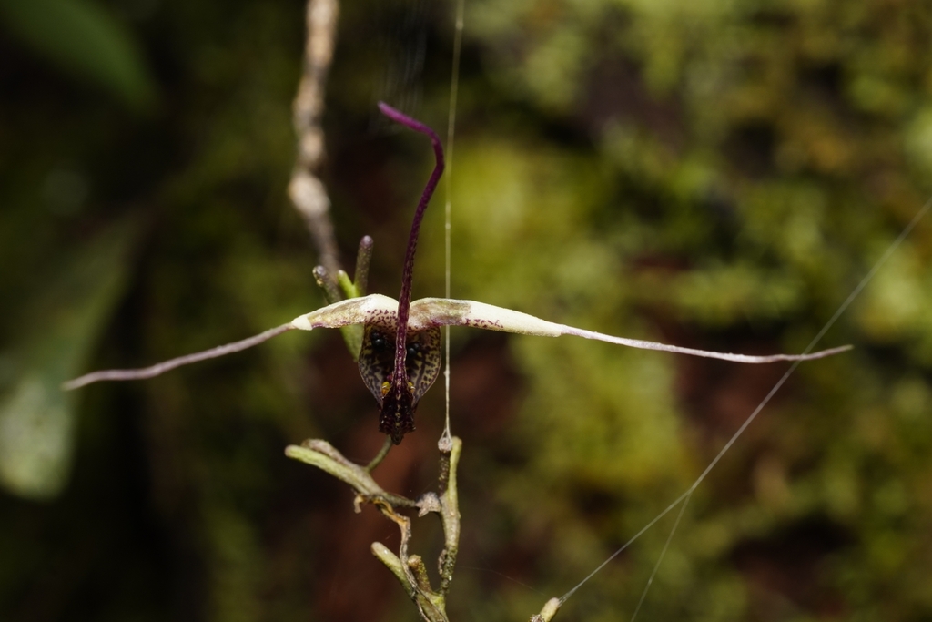 Scaphosepalum gibberosum