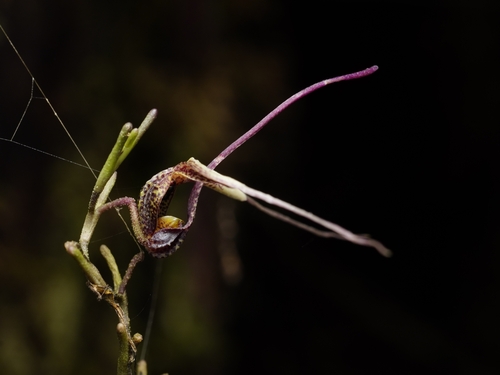 Scaphosepalum gibberosum, photograph 5