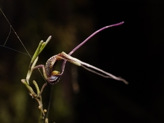 Scaphosepalum gibberosum, photograph (c) Daniel Mesa, some rights reserved (CC BY)