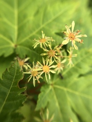 Acer tschonoskii