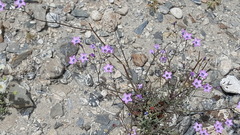 Gilia cana