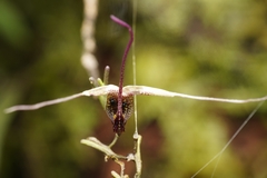 Scaphosepalum gibberosum, photograph (c) Daniel Mesa, some rights reserved (CC BY)