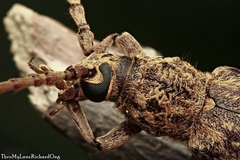 Rhytidodera simulans