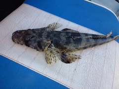 Cymbacephalus parilis