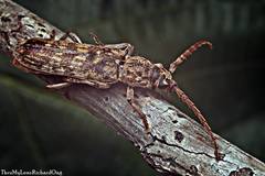 Rhytidodera simulans