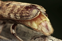 Rhytidodera simulans