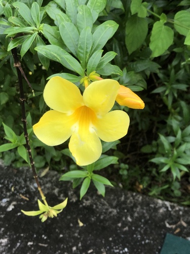 Foto de Allamanda-anã