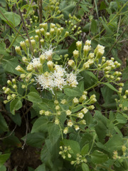 Ageratina herbacea