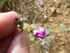 Mirabilis comata