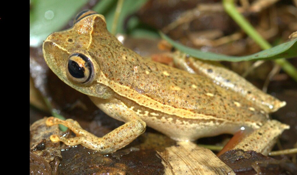 Serra Da Mantiqueira Tree Frog