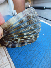 Cymbacephalus parilis