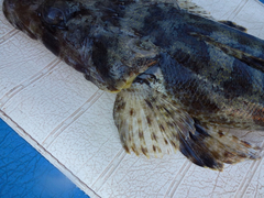 Cymbacephalus parilis