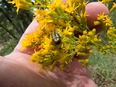 Acmaeodera amplicollis