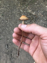 Panaeolus cinctulus