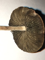 Panaeolus cinctulus