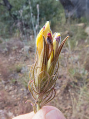 Cordylanthus wrightii wrightii