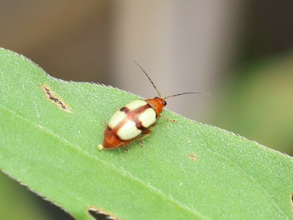 Monolepta juliusweisei