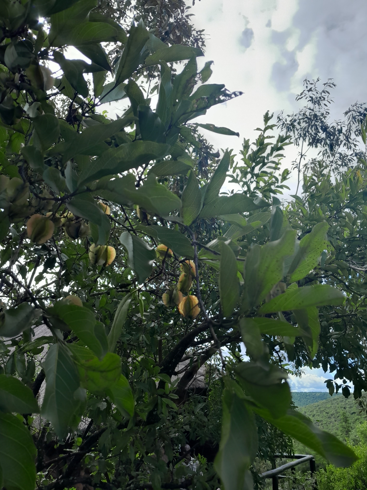 Imagem de Combretum apiculatum é conhecido como "muamba"