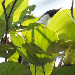 Anthreptes longuemarei