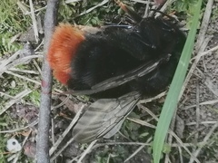 Bombus lapidarius