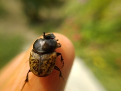 Onthophagus gibbulus