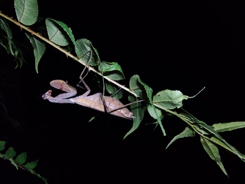 Hierodula maculata