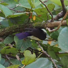 Anthreptes longuemarei