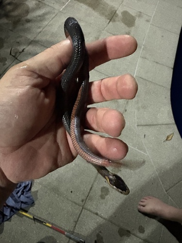 Golden-crowned Snake sighting