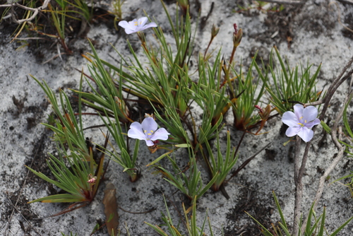 Aristea glauca (Aristea glauca)