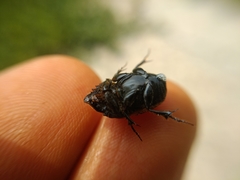 Onthophagus gibbulus