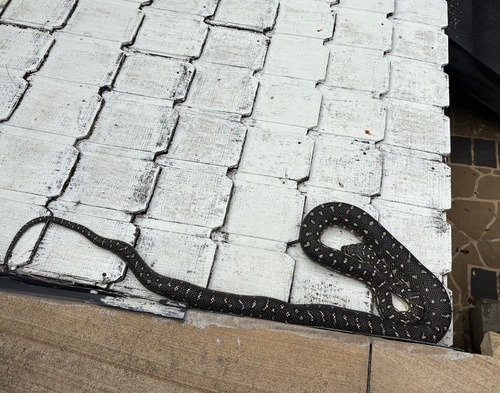 Diamond Python sighting