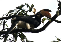 Anthracoceros coronatus