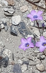 Gilia cana