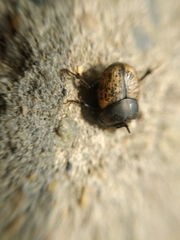 Onthophagus gibbulus