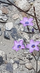 Gilia cana