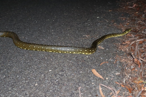 Diamond Python sighting