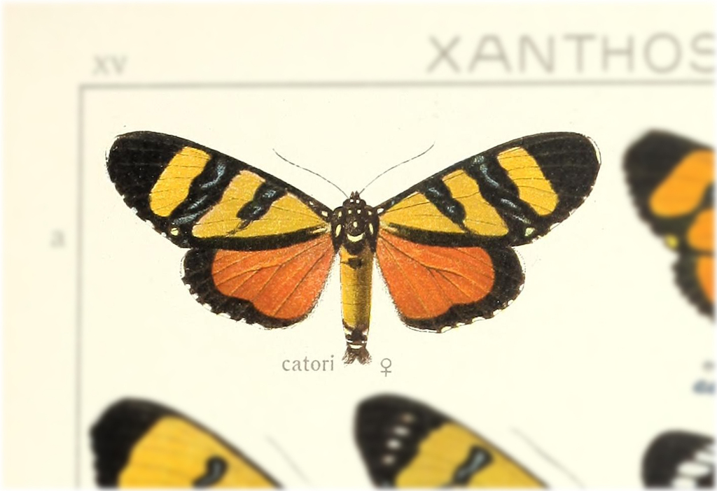 Heraclia catori