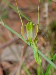 Pterostylis grandiflora
