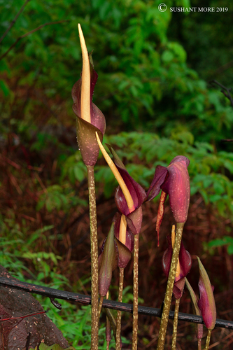 Amorphophallus commutatus (Schott) Engl.