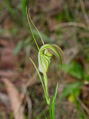 Pterostylis grandiflora