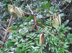 Caesalpinia vernalis